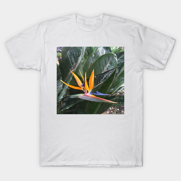 Bird of Paradise - colourful plant design by Miss Santa's Store